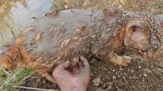 KEADAAN KUCING OREN SETELAH BERSELISIH PAHAM DENGAN BOY DILOKASI SYUTING