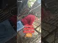 Bear Abused and FORCED to Drink Coke! (Undercover Footage) #animals #bears