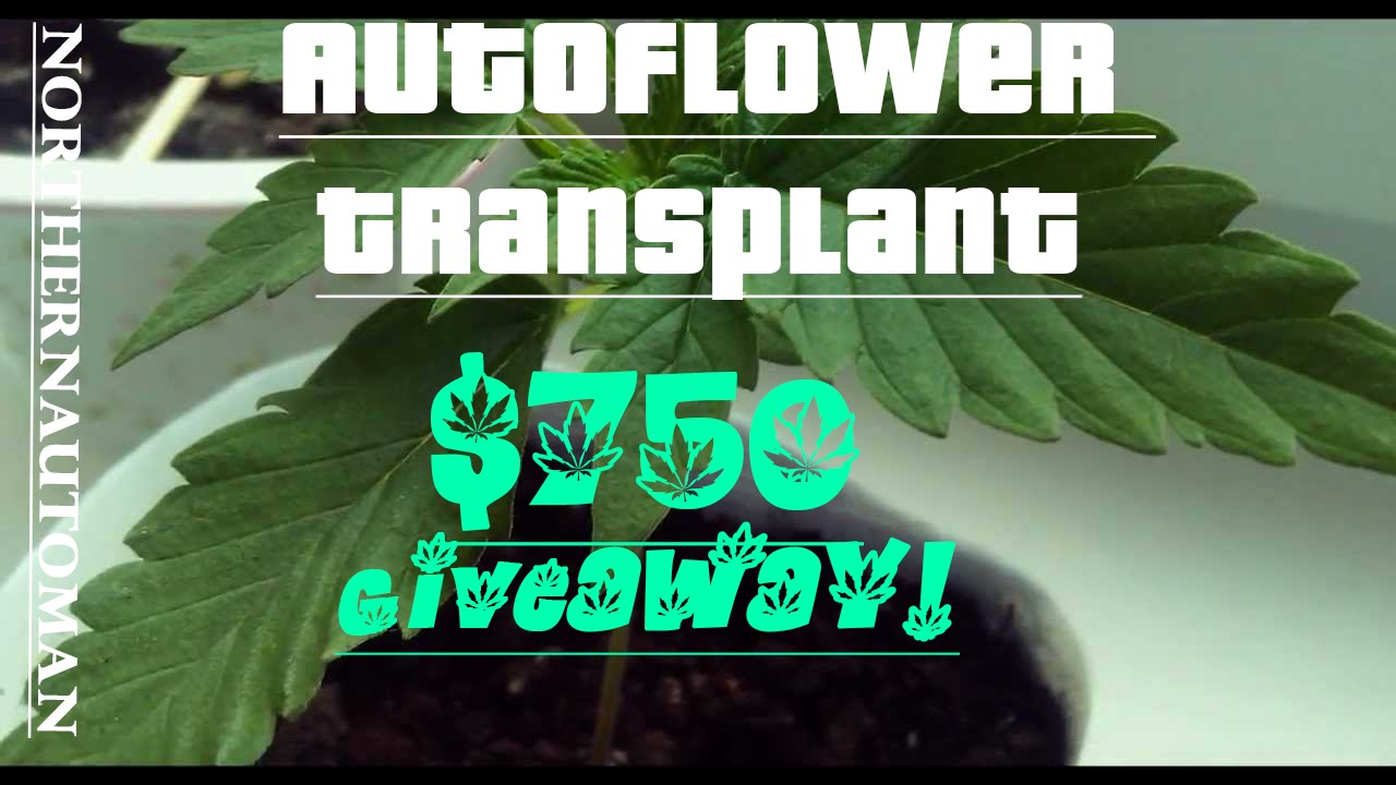 Autoflower Transplant Experiment - $750 Giveaway Info - Live Video July 13th!