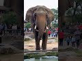 A child was taken by an elephant 象に子供が拐われた #animals #shorts