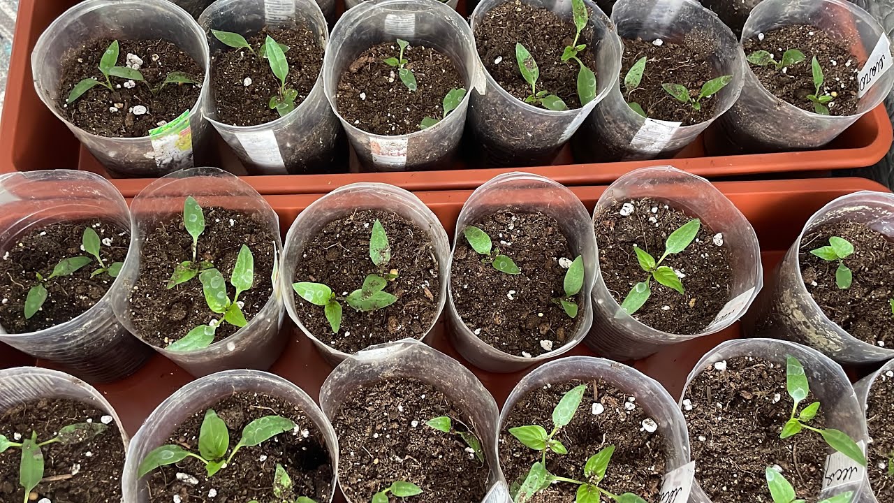 Пикирую сладкий перец. Обзор экспериментальных перцев, на которых тестирую удобрения. 