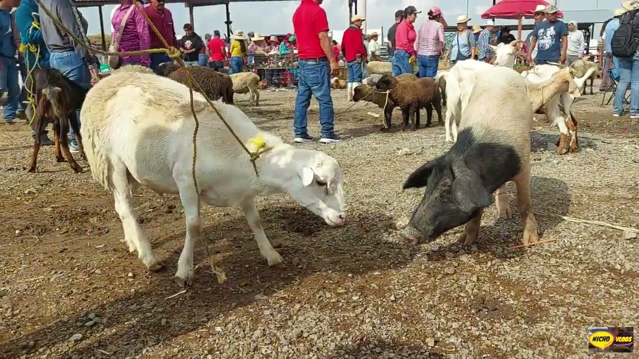 HAY BORREGOS,HAY TOROS,HAY AVES,HAY CABALLOS EN LA PLAZA GANADERA DE ACTOPAN HIDALGO.