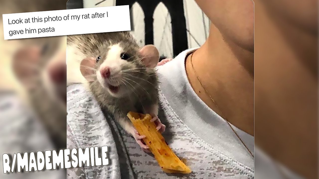 PASTA RAT | r/MadeMeSmile Top Posts