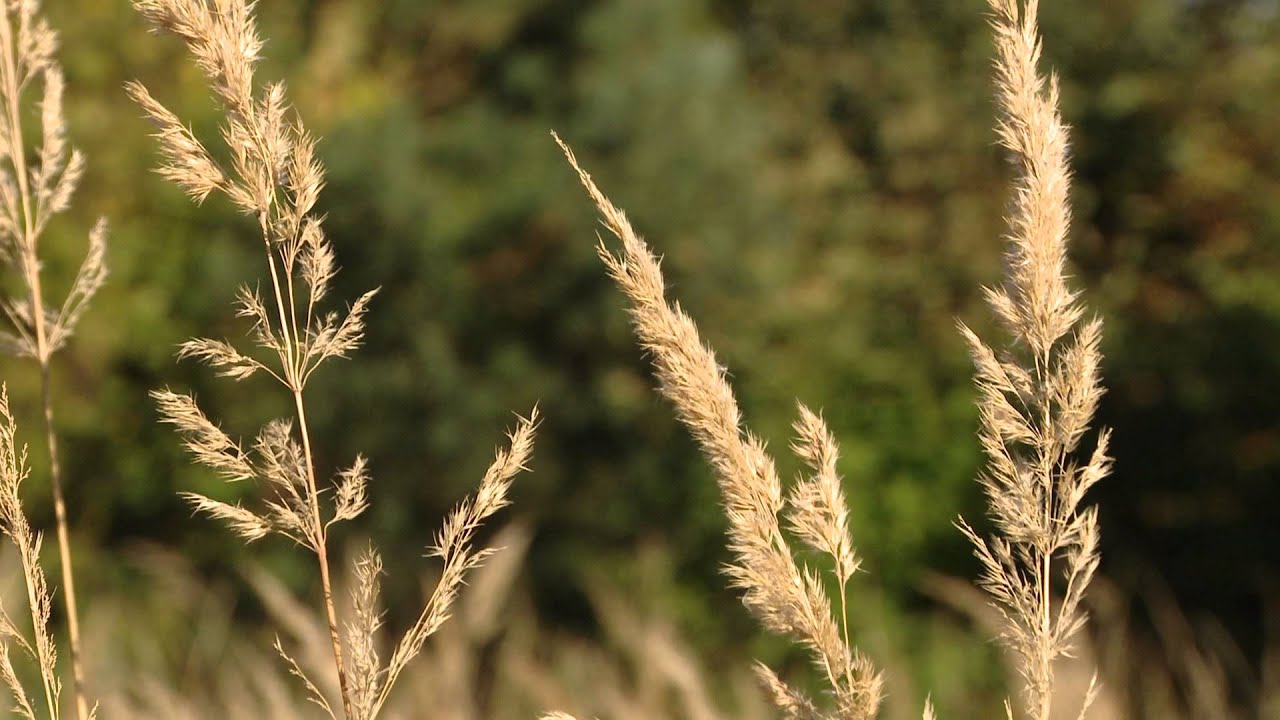 Fallen Garden: April & October