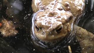 Crapaud commun  Common toad (3)