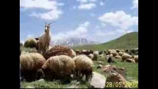 Zari̇n Müzi̇k Fırat Fırat Gunde Me
