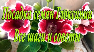 видео: Посев семян Глоксиний ОТ А ДО Я. 1 часть картинка: Посев семян Глоксиний ОТ А ДО Я. 1 часть