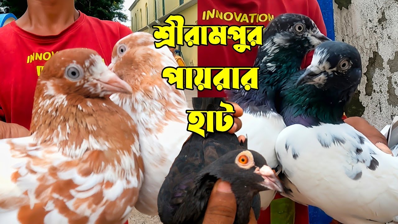 Pigeon Market Serampore। Serampore Pet Market। High Flying & Fancy Pigeons Price Update।