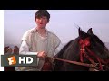 The Black Stallion Returns (1983) - Winning The Race Scene (11/12) | Movieclips