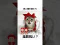 うちの猫の秘密を暴露してみた