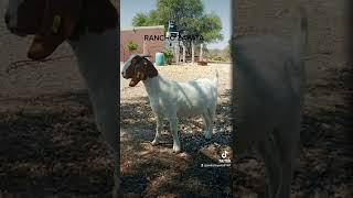 Rancho tecomate zacapala Puebla