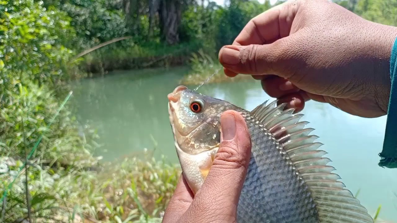 MANCING IKAN NILA LIAR DI BEKAS TAMBANG PASIR MANTAP BETUL!!!