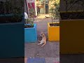 #cat #cats #catshorts #catvideos #catshort #animals #animal # #city #citylife #walkingdowntown