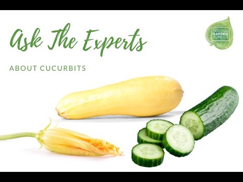 Video: Cucurbit-afgrøder - Typer af cucurbits og dyrkningsinformation