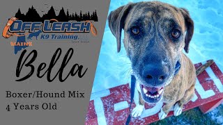 BELLA | 4 year old Boxer/Hound Mix | Rescue Dog Training | Off Leash K9 Training Maine
