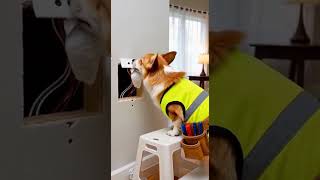 Corgi vs Drywall: The Receipt Repair Method