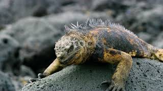 How Marine Iguanas Feed Underwater: Rare Look! #iguana #animals