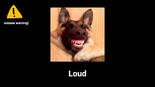 Dog Barking Sound Variations in 60 seconds
