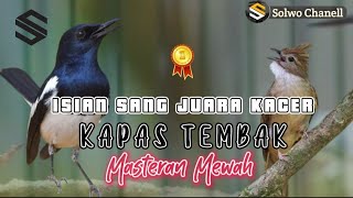 Masteran Kacer Juara Gacor || Isian Kapas Tembak Ngebren Nembak!!