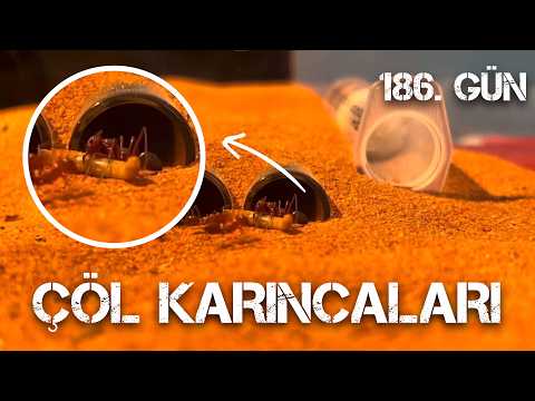 Evde Çöl Karıncası Beslemek | Bölüm 3 | CATAGLYPHİS NODUS