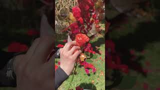 How to reflex roses | Adelaide Flower Day 2022