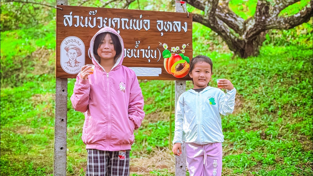 เที่ยวชม สวนบ๊วยคุณพ่อ อุหลง ที่ห้วยน้ำขุ่น เชียงราย