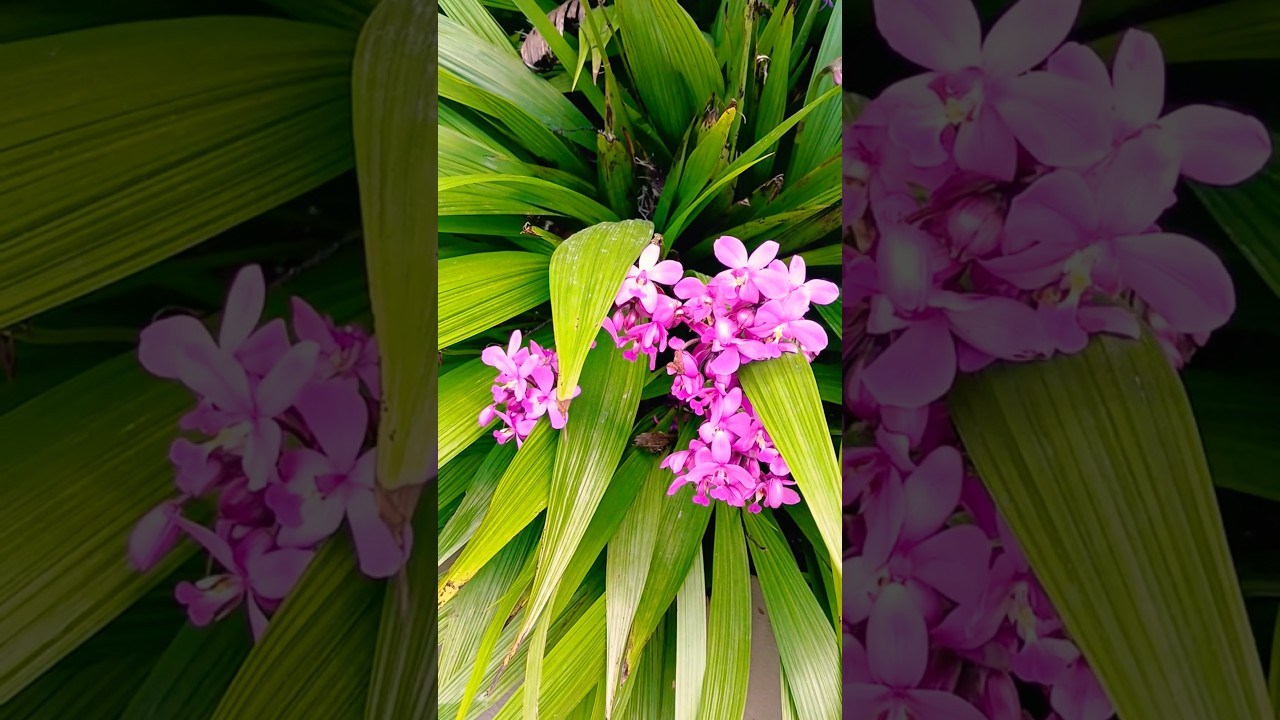 Beautiful Flowers Ground Orchid in Bloom 🌼 Mounts Botanical Garden, Florida, USA 🌴🗽 