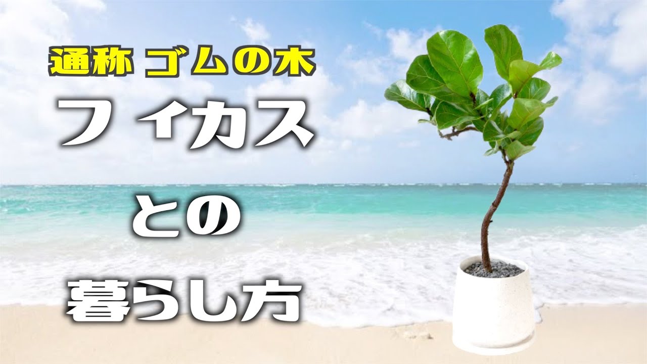 観葉植物】ゴムの木と呼ばれるフィカス《Ficus》との暮らし方【南国の