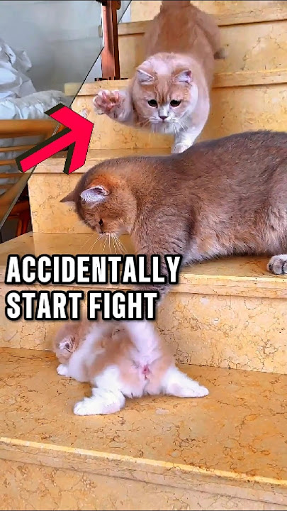 This Little Cat Accidentally Make His Mom & Dad START FIGHT!