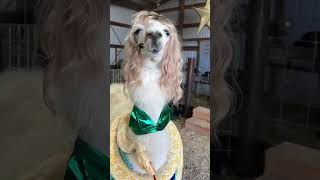 La Nonna ha portato l'Incantatrice di Serpenti in Stalla! 🐍 #glieacrpeu #assurdo #animalidivertenti