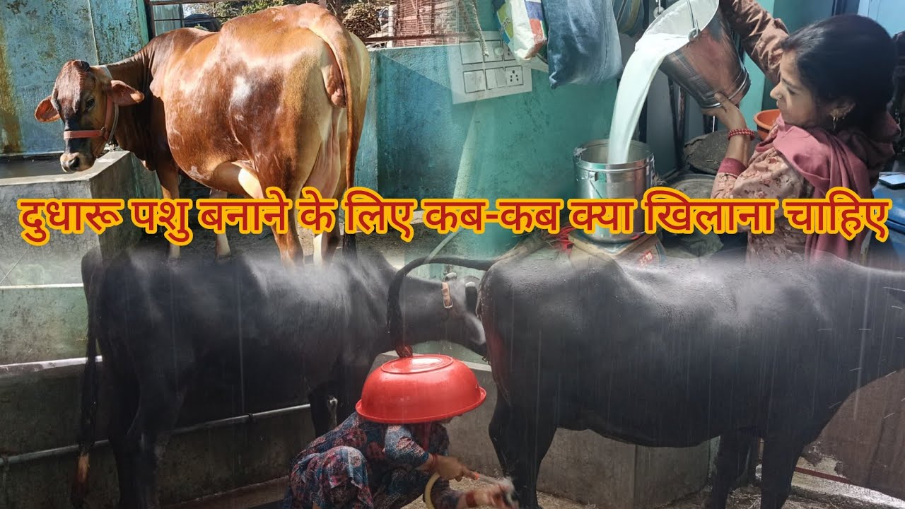 ठीक 45 दिन पहले गाय भैंस को दुधारू बनाने का एक छोटा सा उपाय 