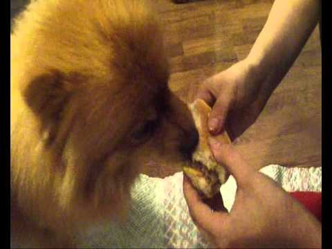 dogs eat cheese when dogs eat cheese side effects doovi dogs eat cheese when dogs eat cheese side effects doovi