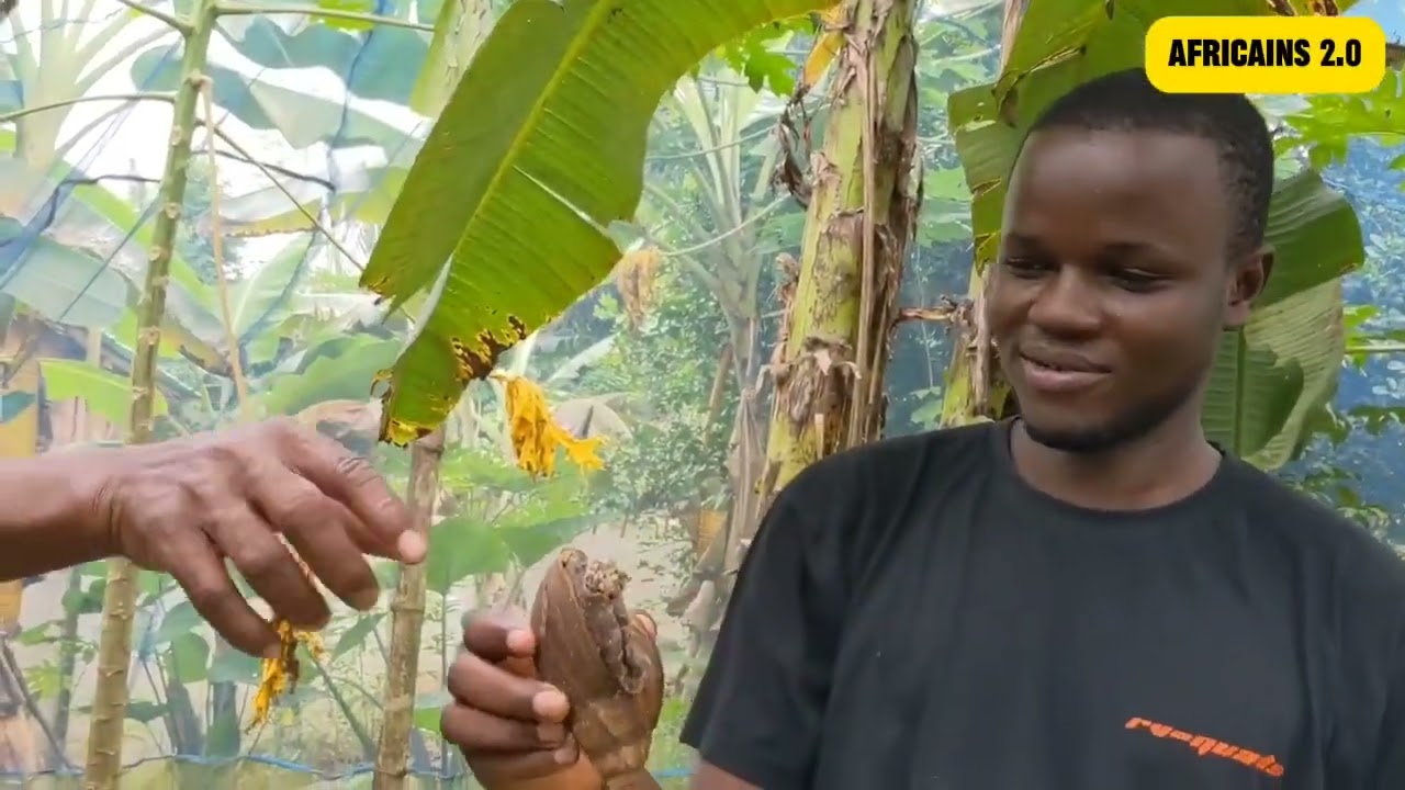 faite vous former au village d'escargots a Takon, contacter nous au 97247807/40568865