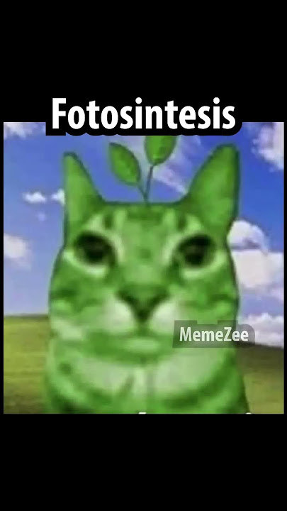 fotosintesis