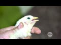 ¿Cómo establecer un plan de vacunas exitoso en avicultura? - La Finca de Hoy