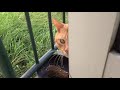 Kuroshio cats：野良猫健太郎 3時間も待たされた怒ってんで　よっぽどのことあるやろ？