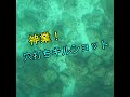 芸術的な穴打ちキルショット映像 Spearfishing #Shorts