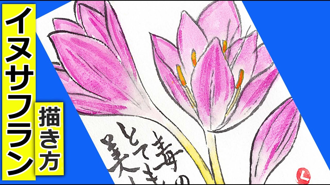 イヌサフランの花の描き方 無料動画 ガーデニングの絵手紙スケッチ 9月 10月 11月 12月 秋の花 コルチカム 絵手紙教室くぼ田