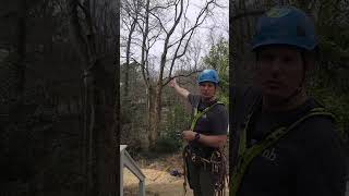 Stormproof Your Trees