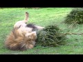 African Lions at Linton Zoo love their new Christmas Tree