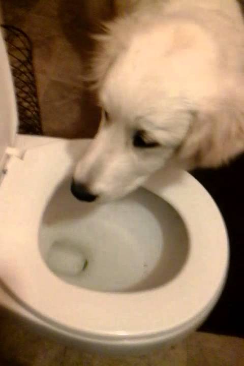 Resultado de imagen para great pyrenees dog in the toilet