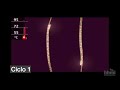 Reacción en cadena de la polimerasa (PCR) | Video HHMI BioInteractive