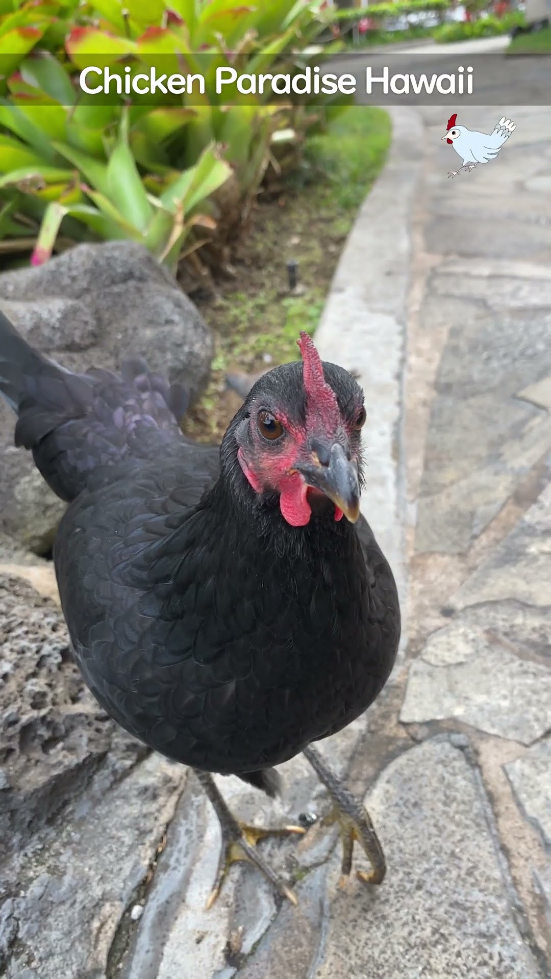 Waikiki duck and chicken