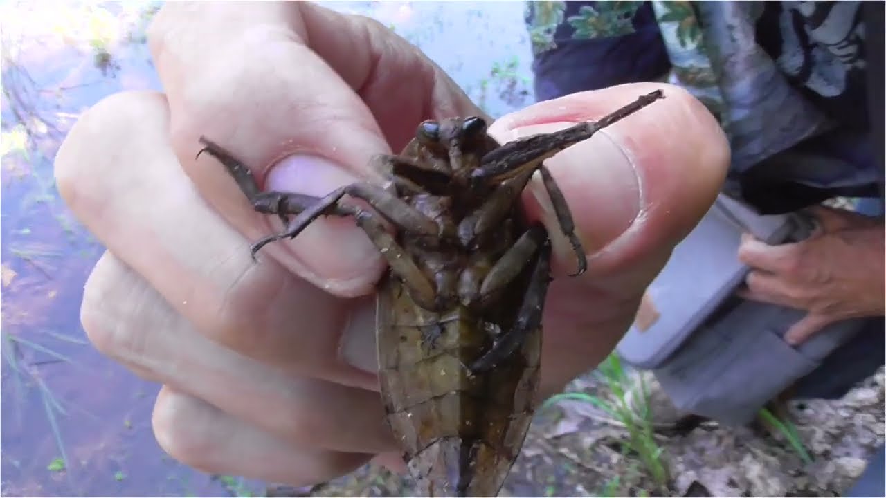 Hunting Giant Water Bugs ( Toe Biter )  071722