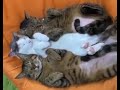 😸 Кошачья идиллия🐈 Подборка приколов с котами для хорошего настроения! 😸