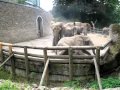 Kampf der Elefanten im Wuppertaler Zoo (25.08.2012)