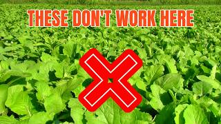 I Had To STOP Planting Brassicas [Here's Why and What I'm Doing About It]