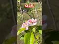 Apple Trees Cross Pollination #offgrid #garden #fruittrees #fruit #pollonate #survival