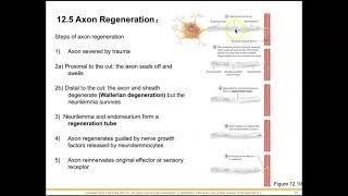 AHS 130 - Ch 12 Sec 12.5 Axon Regeneration