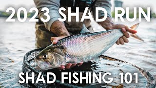 SHAD FISHING 101 (MONTREAL SHAD RUN TIPS & TRICKS) PT 2